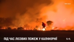 Чоловік врятував кролика під час лісових пожеж у Каліфорнії. Відео