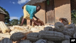 Une femme ramasse des grains de maïs qu'elle a récoltés à Epworth, dans la banlieue de Harare, au Zimbabwe, le mardi 16 octobre 2012. (AP Photo/Tsvangirayi Mukwazhi)