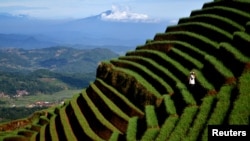 A farmer tends to an onion crop on the slopes of Mount Cereme, Majalengka, West Java, Indonesia. (Photo courtesy: Antara Foto/Agvi Firdaus/ via Reuters)