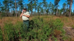 Silviciulturist Keith Coursey stands in a thicket of gallberries -- one of the shrubs that would block the sun from grasses and wildflowers in longleaf pine forests without regular fires -- in front of a stand of 80- to 85-foot-tall longleaf pines in the