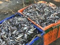 ត្រីតូចដែលប្រមូលបានពីបឹងទន្លេសាប ថ្ងៃទី១១ ខែធ្នូ ឆ្នាំ២០១៩។ (ហ៊ុល រស្មី/VOA)