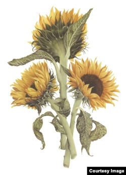 Three Sunflowers by Jeannetta vanRaalte, one of the paintings on exhibit. (United States Botanic Garden)