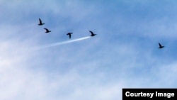 The Comedy Wildlife Photography Awards 2017, John Threlfall, Preston, United Kingdom. Duck Speed! Duck in front of plane trail. (Comedy Wildlife Photo Awards)