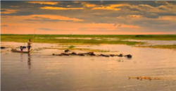 Peternak kerbau di rawa lahan gambut Kabupaten Hulu Sungai Utara. (Foto: Courtesy/Pemkab HSU)