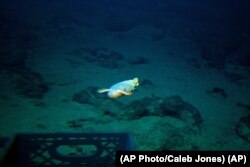 A "Dumbo octopus" -- with fins like elephant ears-- swims toward the Pisces V submersible at the summit of the Cook seamount during a dive to the unexplored underwater volcano off Hawaii's Big Island on Sept. 6, 2016. (AP Photo/Caleb Jones)