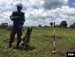 សុនខ​ស្វែក​រក​មីន​របស់មជ្ឈមណ្ឌល​សកម្មភាព​កំចាត់​មីន​កម្ពុជា​ កំពុង​ដាក់​ឲ្យ​ធ្វើ​ប្រតិបត្តិការ​រក​មីន​ នៅឃុំ​ជីរោពីរ​ ស្រុក​ត្បូងឃ្មុំ​ ខេត្តត្បូង​ឃ្មុំ។​ (ហ៊ុល រស្មី/​VOA)
