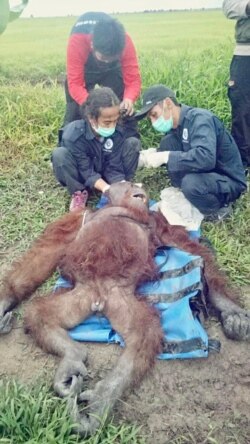 Petugas Balai KSDA Kalimantan Tengah merawat orangutan jantan yang ditemukan dalam kondisi luka-luka di Desa Pempuyang, Kecamatan Teluk Sampit, Kabupaten Kotawaringin Timur (Foto: KLHK).