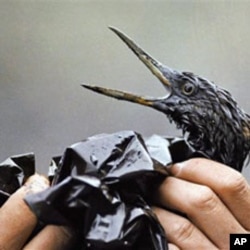 An April 1989 file photo of a bird being examined on an island in Prince William Sound, Alaska, after getting soaked in oil as a result of the Exxon Valdez oil spill off Alaska