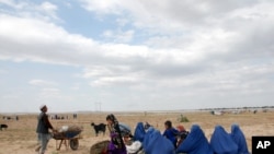 سیلابونو په جوزجان، سرپل، فاریاب او بادغیس ولایتونو کې څه باندې ۱۵۰ زره څاروي مړه کړي او ۳۸۸۵ جریبه زراعتي ځمکه یې خرابه کړې ده