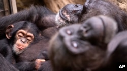 Ilmuwan menyebut bahwa HIV berasal dari sejenis Simpanse di Afrika.