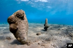 In this Sunday, Sept. 14, 2008 underwater photo, pen shells stand on the seabed in the Aegean Sea. A new parasite is devastating populations of an emblematic giant species of clam found only in the Mediterranean. (Yiannis Issaris via AP)