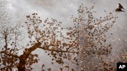 A bird sits in a puddle as a cherry blossom tree with buds and blossoms is reflected in the water, Monday, April 2, 2018, at the tidal basin in Washington.