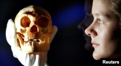 A model of a Homo floresiensis skull — the original was found on a remote Indonesian island — is held by an employee at the Science Museum in London.