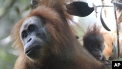 This undated photo released by the Sumatran Orangutan Conservation Programme shows a Tapanuli orangutan with its baby in Batang Toru Ecosystem in Tapanuli, North Sumatra, Indonesia. (James Askew/Sumatran Orangutan Conservation Programme via AP)