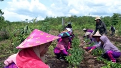 Petani gambut lokal di desa Tri Mendayan, Sambas, Kalimantan Barat bercocok tanam di kebun-kebun percontohan (demplot). (Foto: Courtesy/Badan Restorasi Gambut)