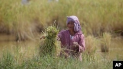 A Cambodian farmer ties a bundle of rice during the rice harvesting season in Trapaing Mean village on the outskirts of Phnom Penh.