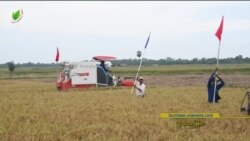 ကုန်ကျစရိတ်အလိုက် စပါးဈေးမတက် “လယ်ယာစီးပွား သတင်း”