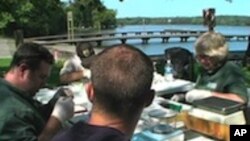 Fish Kills Linked to Water Pollutants