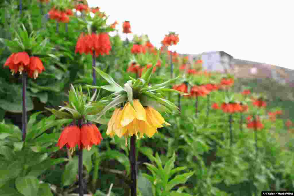 Guldexwinan Xwezaya Wanê Xemilandin 