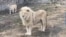 شیرهای سفید باغ‌وحش کابل