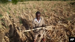 Un champ de maïs au Malawi touché par la sécheresse en 2024. (AP)