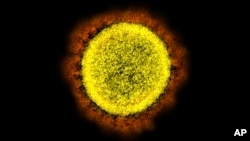 FILE - This 2020 image made available by the National Institute of Allergy and Infectious Diseases shows a SARS-CoV-2 particle.The WHO says cases are on the rise around the world mostly due to the sub-variants of Omicron. (NIAID/NIH via AP, File)