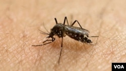 Un moustique dans un laboratoire, à Sao Paulo, le 18 janvier 2016.