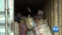 Comércio ilegal de marfim diminuiu, aumentou o do pangolim