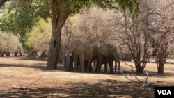 Tembo wakiwa katika hifadhi ya Taifa ya Mana Pools huko Zimbabwe, katika wilaya ya Hurungwe, May 2021. Idadi ya tembo imeongozeka nchini humo katika miaka ya karibuni kufikia 100 000.