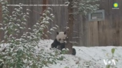 Панда насолоджується першим снігом у зоопарку Вашингтона. Відео