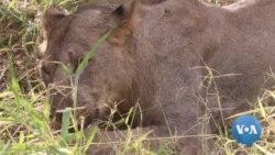 Os leões do Malawi tomam contraceptivos para salvar as suas presas