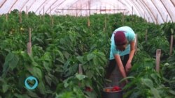 Umuhimu wa chakula cha Organic