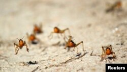 Autoridades desconhecem origem e dimensão da praga