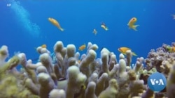 Corals Thrive in Red Sea as Reefs Worldwide Are Devastated