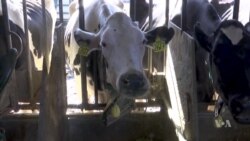 Feeding Cows Seaweed Could Help the Environment