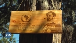 ከ62 ዓመታት በፊት በአፍሪካ አንድነት ድርጅት መስራች መሪዎች የተተከሉ ዛፎች