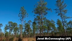 Longleaf pines, about 80 to 85 years old, stand tall in the DeSoto National Forest in Miss., on Wednesday, Nov. 18, 2020.