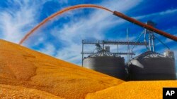 美國伊利諾伊州的玉米收成。