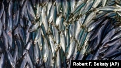 In this Wednesday, July 8, 2015 file photo, herring are unloaded from a fishing boat in Rockland, Maine. (AP Photo/Robert F. Bukaty, File)