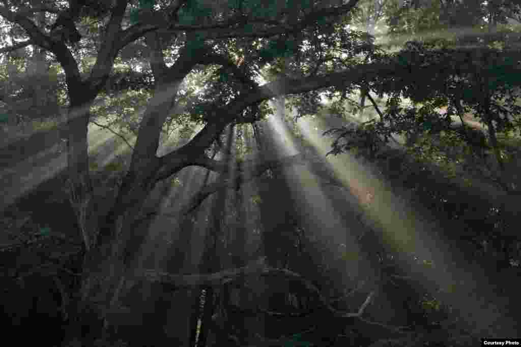 Sunrise through an oak-hickory forest canopy at Tyson Research Center, Washington University in St. Louis, Missouri. (Jonathan Myers)