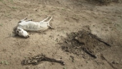 ኤል-ኒኞ እንደበረታ ይቆያል