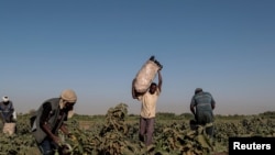 FILE - A farmer collects eggplants with his workers on a field on Tuti Island, Khartoum, Sudan, Feb. 14, 2020.