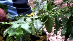 Growing Coffee in Laos Highlands Provides Alternative to Opium Poppies