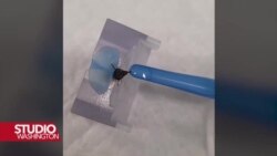 Pčele i psi mogu da nanjuše rak prije modernih dijagnostičkih aparata