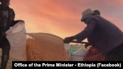 አርሶ አደሮች የስንዴ ምርታቸውን እየሰበሰቡ ይታያል