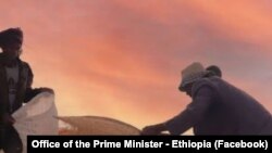 አርሶ አደሮች የስንዴ ምርታቸውን እየሰበሰቡ ይታያል