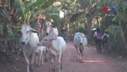 Cambodian Government Says HIV Outbreak Linked to Needle Reuse