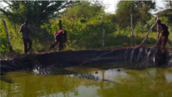 សហគមន៍​គង្វាល​សត្វ​កេនយ៉ា​ចាប់ផ្តើម​ចិញ្ចឹម​ត្រី​ជំនួស