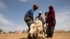 Los residentes intentan ayudar a una vaca afectada por la sequía en el distrito de Adadle, Biyolow Kebele en la región somalí de Etiopía, en esta fotografía de archivo proporcionada por el programa Mundial de Alimentos a Reuters.