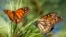 FILE - Butterflies land on branches at Monarch Grove Sanctuary in Pacific Grove, Calif., on Nov. 10, 2021.